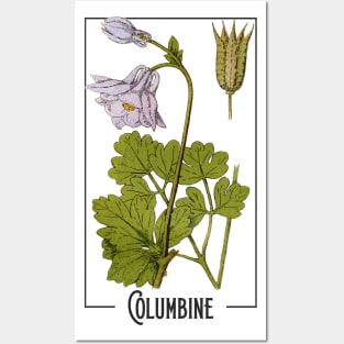 Columbine. Aquilegia vulgaris. Name also: Common Columbine, European Columbine, Granny's Nightcap Posters and Art
